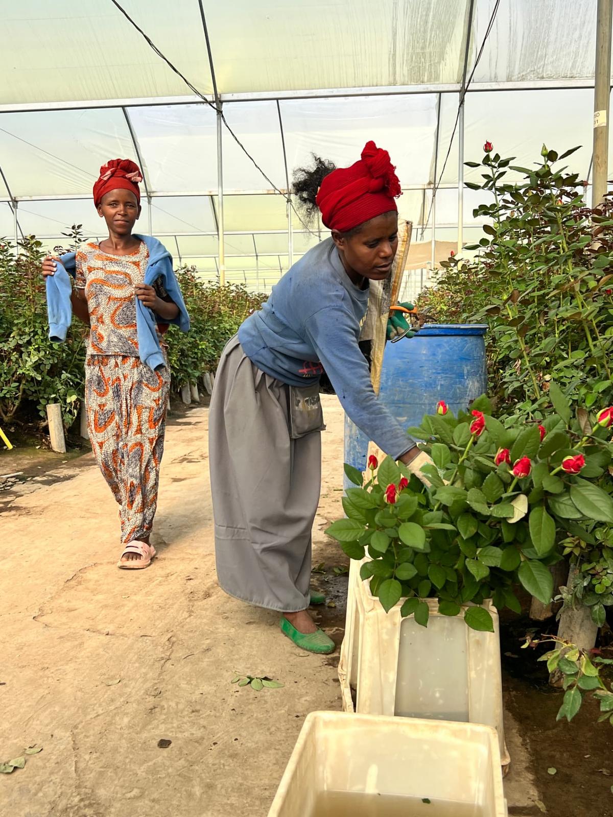 Rosa Plaza rose farm in Ethiopia 2
