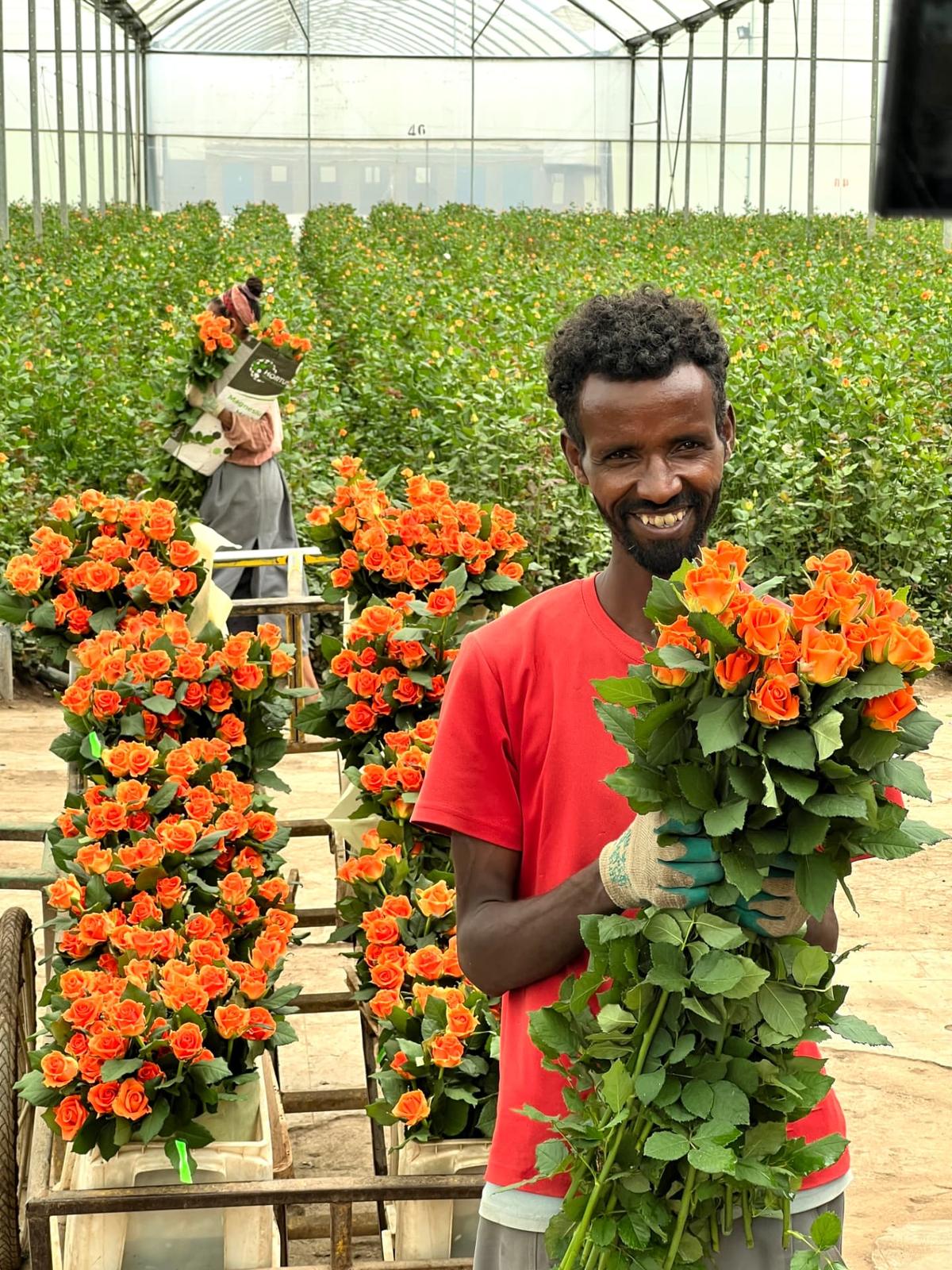 Rosa Plaza rose farm in Ethiopia 3